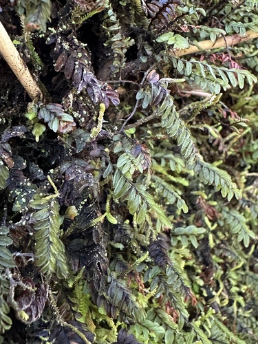 Image of Hymenophyllum caespitosum by (c) Matt Berger, some rights reserved (CC BY)