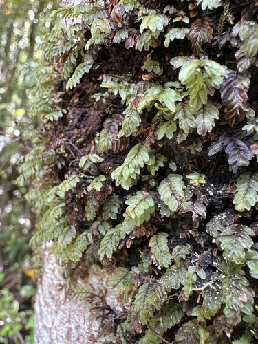 Image of Hymenophyllum caespitosum by (c) Matt Berger, some rights reserved (CC BY)