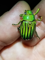 Chrysina gloriosa