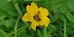 Trollius riederianus