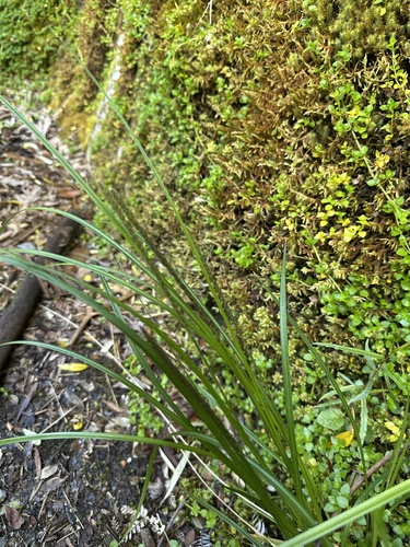 Image of Carex delacosta by (c) Matt Berger, some rights reserved (CC BY)