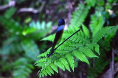 Psolodesmus mandarinus mandarinus