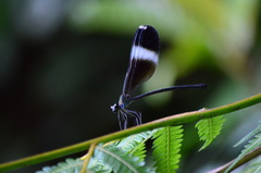 Psolodesmus mandarinus mandarinus