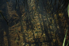 Couesius plumbeus
