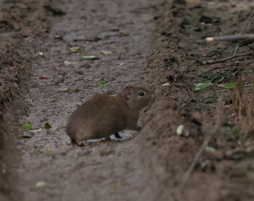 Lowland Yellow-toothed Cavy