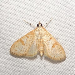 Palpita freemanalis