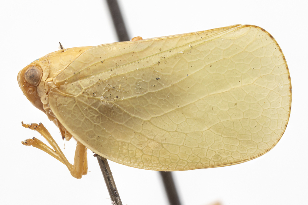 Acanalonia lineata