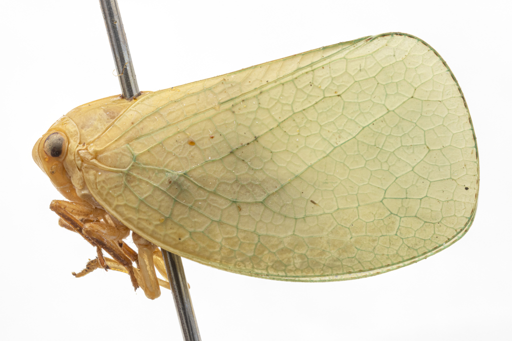 Acanalonia robusta