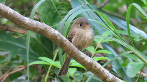 Jamaican Pewee (Contopus pallidus)