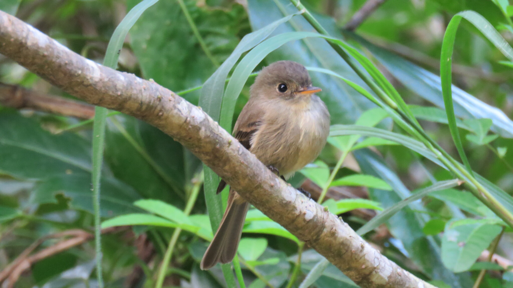 Jamaican Pewee (Contopus pallidus), photo 1