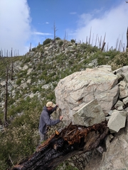 Sonorella grahamensis