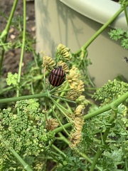 Graphosoma rubrolineatum