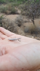 Litaneutria pacifica