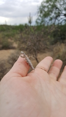 Litaneutria pacifica