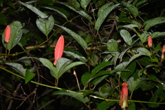 Passiflora quadriglandulosa, photograph Vincent A. Vos, CC BY, iNaturalist via GBIF
