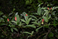 Passiflora quadriglandulosa