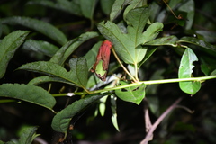 Passiflora quadriglandulosa, photograph Vincent A. Vos, CC BY, iNaturalist via GBIF