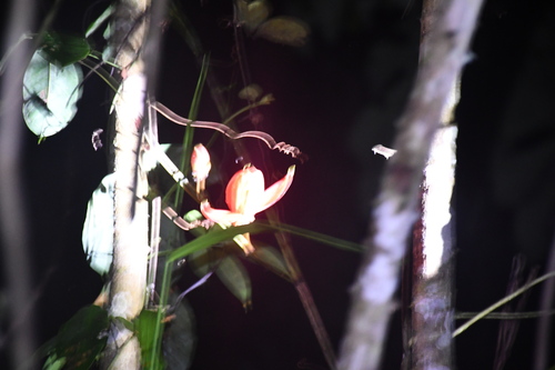 Passiflora quadriglandulosa, photograph 3