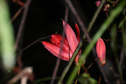 Passiflora quadriglandulosa, photograph 4