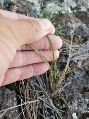 Piptatheropsis pungens