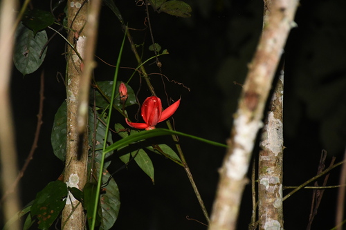 Passiflora quadriglandulosa, photograph 5