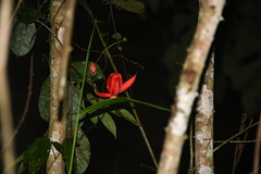 Passiflora quadriglandulosa, photograph Vincent A. Vos, CC BY, iNaturalist via GBIF