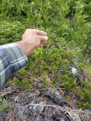 Piptatheropsis pungens