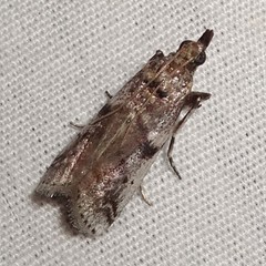 Amyelois transitella