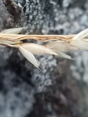 Piptatheropsis pungens