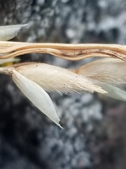 Piptatheropsis pungens