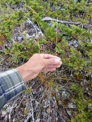 Piptatheropsis pungens