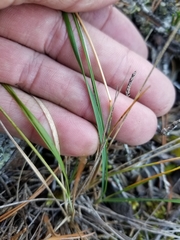 Piptatheropsis pungens