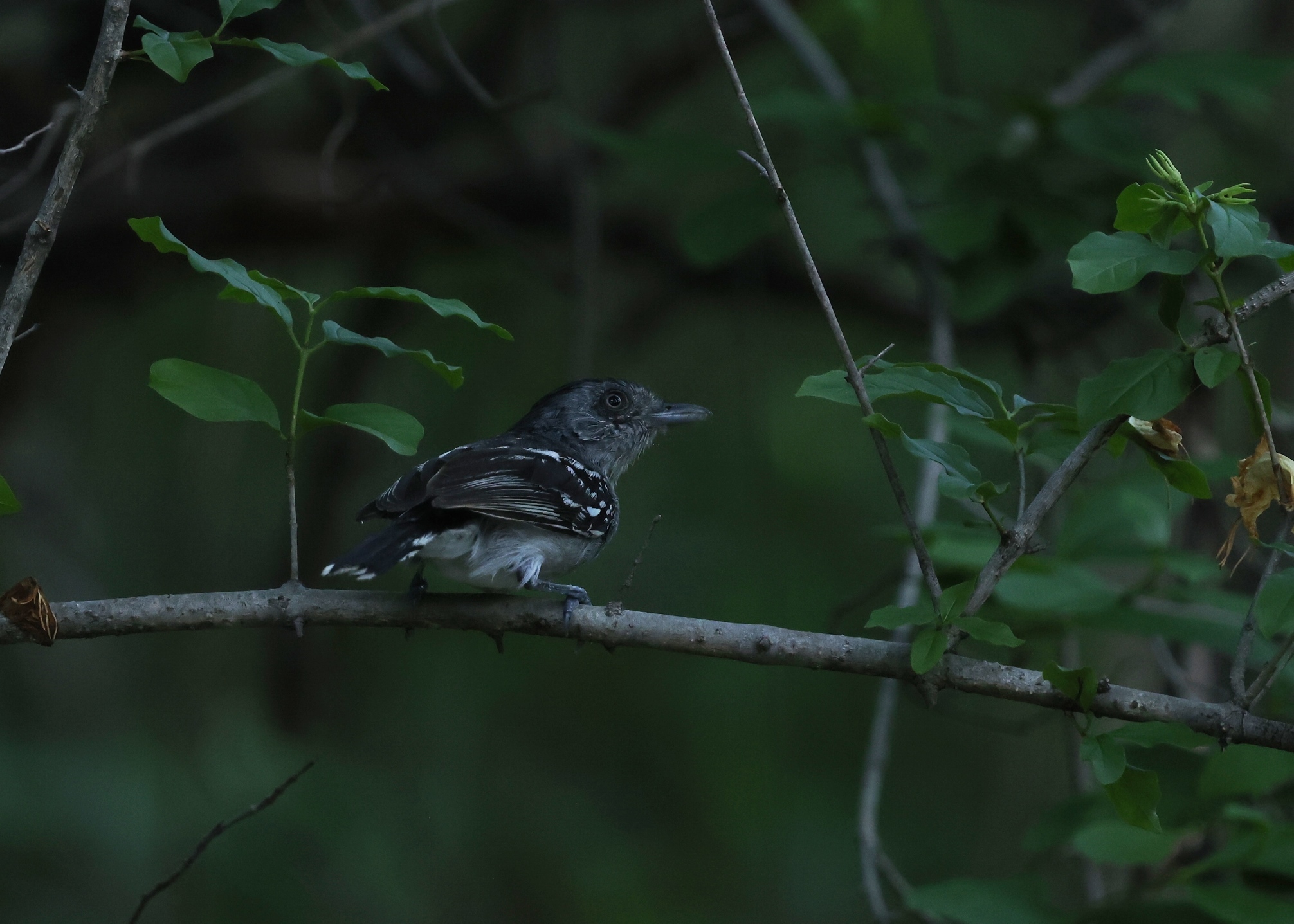Bolivian Slaty-Antshrike illustration