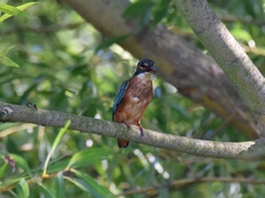 Alcedo atthis