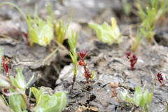 Crassula solieri