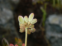 Lomatium cous