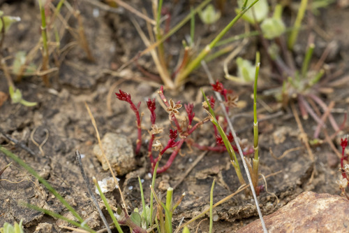 Crassula solieri