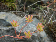 Lomatium cous