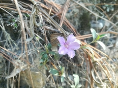 Dyschoriste poliodes