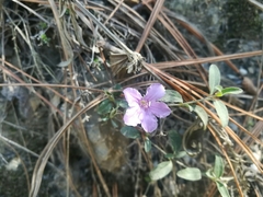 Dyschoriste poliodes