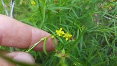 Ludwigia linearis