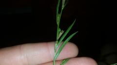 Ludwigia linearis