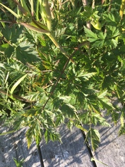 Conioselinum chinense