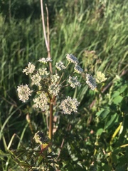 Conioselinum chinense