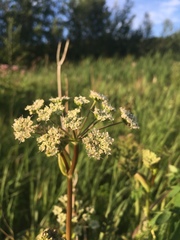 Conioselinum chinense
