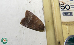 Hampsonodes mastoides