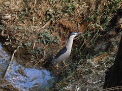 Nycticorax nycticorax