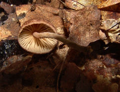 Collybiopsis dichroa