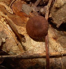 Collybiopsis dichroa