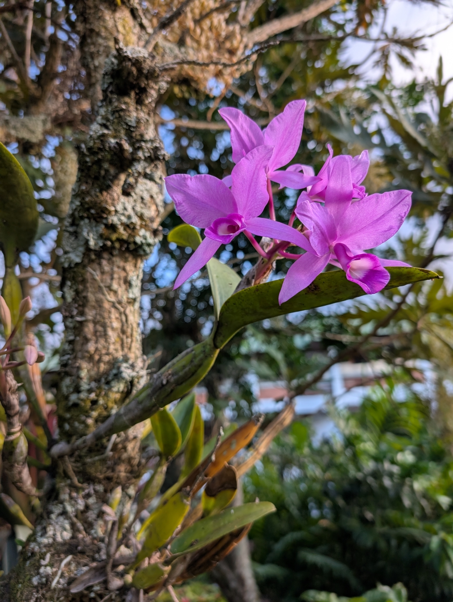 Imagem de Orquídea chocolate